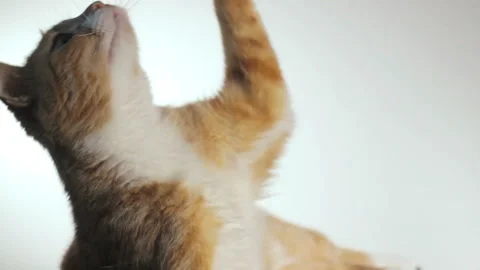 Cute small cat, isolated 库存影片 87923523