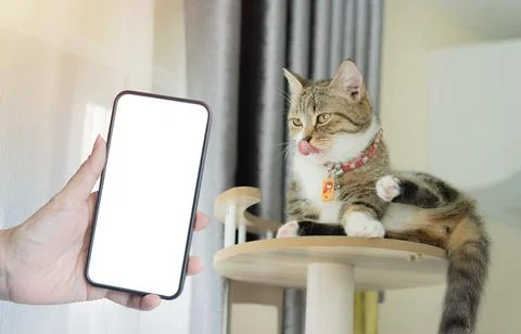 Cute small cat licks its lips while lying on cat tower and big smartphone w.. Foto stock