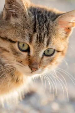 Cute small cat Stock Photos