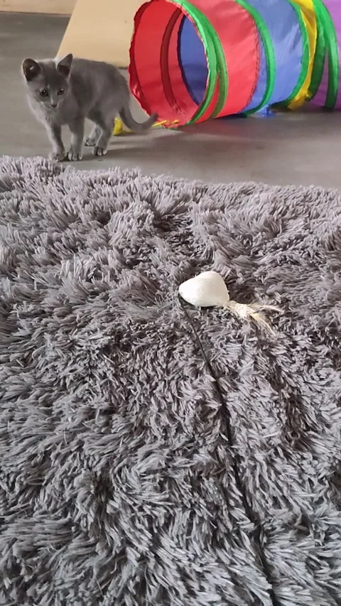 Cute small cat playing actively on floor on gray rug Stock Footage 342434782