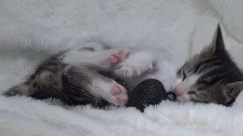 Cute small cat plays with an artificial mouse Vídeos de archivo 90930095