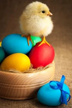 Cute small chick with easter eggs Stock Photos
