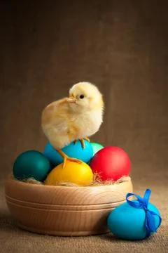 Cute small chick with easter eggs Stock Photos