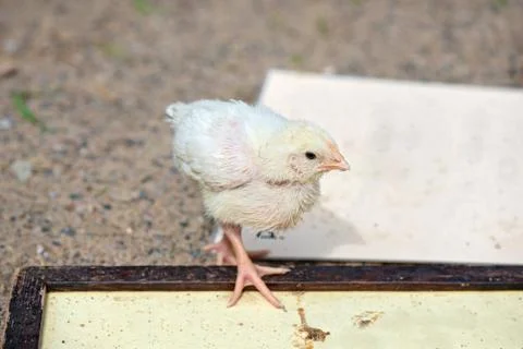 Cute small chick Stock Photos