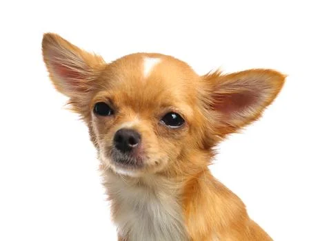 Cute small Chihuahua dog on white background Stock Photos
