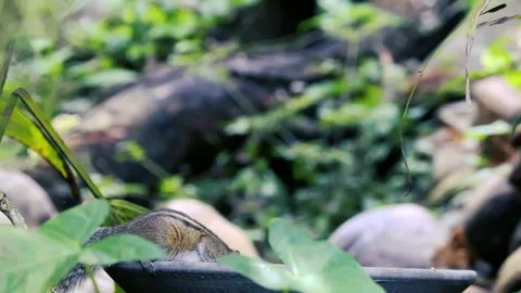 Cute Small Chipmunk Eating Food On The Ground In Forest Wild Squirrel Stock Footage 331650849