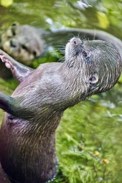 Cute Small-clawed Otter. Stock Photos