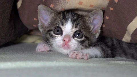 Cute small curious cat watching Stock-Footage 89924942