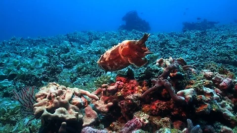 A cute small cuttlefish Stock Footage 120596954