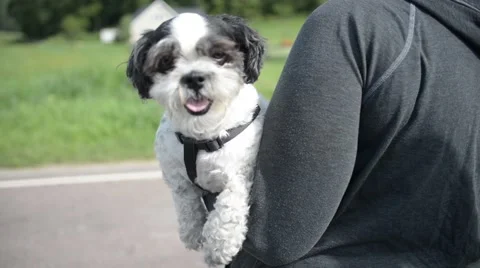 Cute Small Dog Being Held Vídeos de archivo 67295692