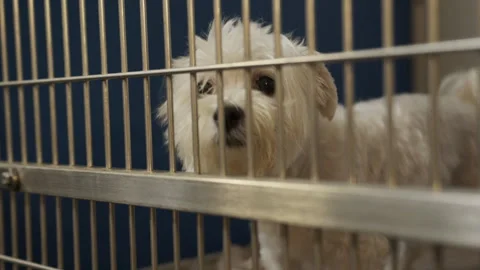 Cute Small Dog in Cage Waiting for Adoption Stock Footage 288534353