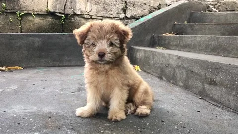 A cute small dog 스톡 동영상 170608702