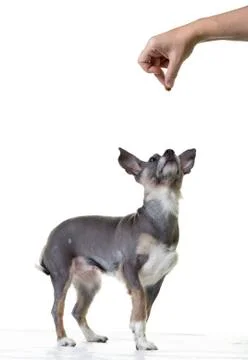 A cute small dog getting a treat Stock Photos