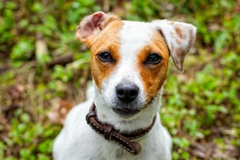 Cute Small Dog Jack Russell Terrier Stock Photos