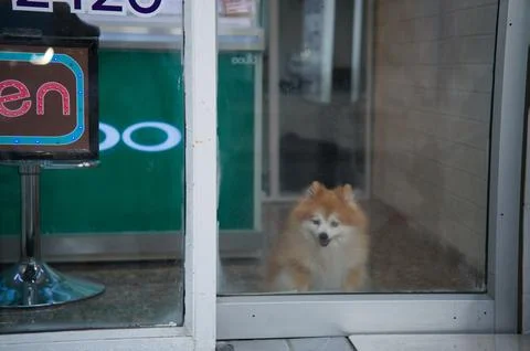 Cute small dog looking out through a glass door, Thailand, 31 January, 2025 Stock Photos