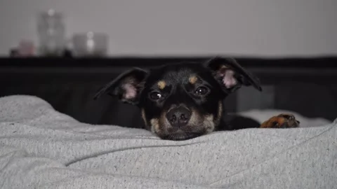 Cute small dog lying and resting on owner’s legs at home Stock Footage 320788240