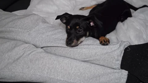 Cute small dog lying and resting on owner’s legs at home Stock Footage 320788244
