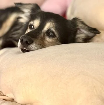 Cute Small Dog Lying in Bed Foto stock