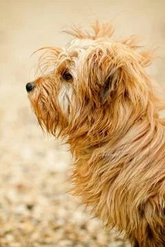 Cute small dog Stock Photos