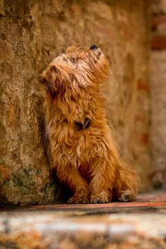 Cute small dog Stock Photos