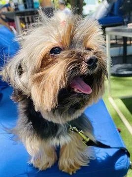 Cute small dog Stock Photos