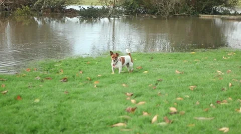 Cute small dog running and playing in garden 스톡 동영상 45159217