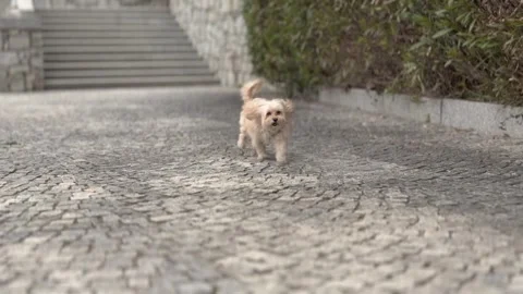 Cute Small Dog Running On Cobblestone Street Slow Motion Stock Footage 330482439