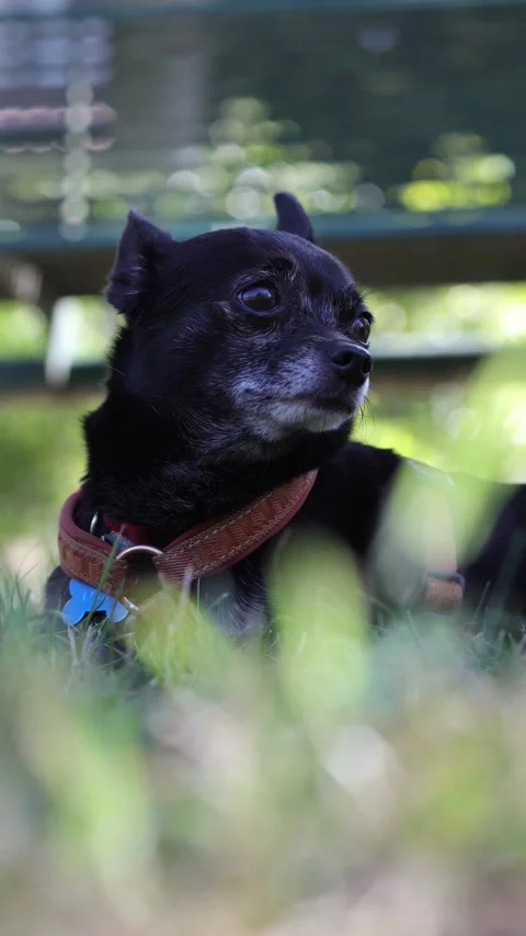 Cute small dog sitting on grass Stock Footage 346254580