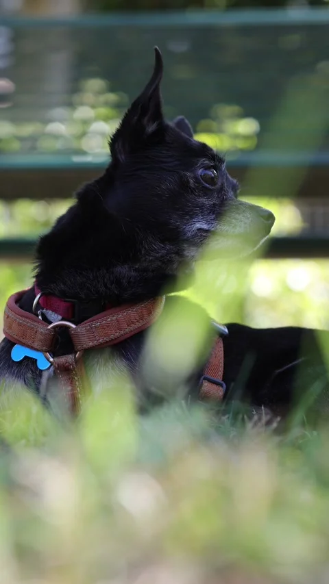 Cute small dog sitting on grass Stock Footage 346254602