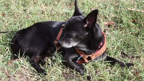 Cute small dog sitting on grass Stock Footage 346282774