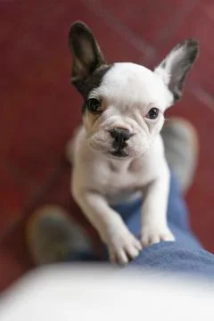 Cute small dog standing on two legs and looking at camera.  Red background. Stock Photos