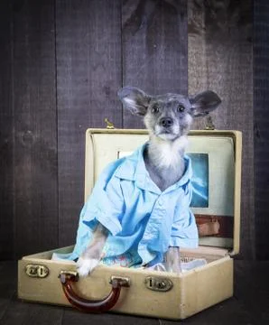 Cute small dog in a suitcase Stock Photos