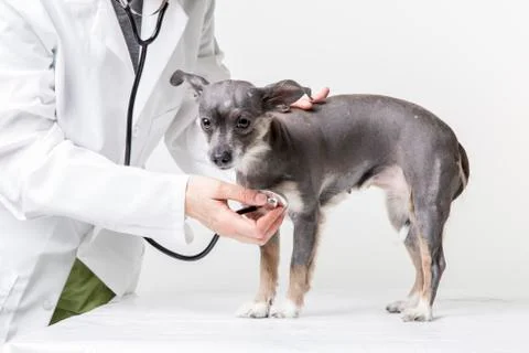 Cute small dog at the vet Stock Photos
