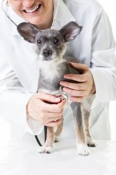 Cute small dog at the vet Stock Photos
