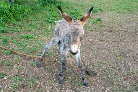 A cute small donkey standing Stock Photos