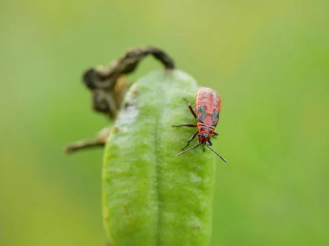 Cute small firebug Pyrrhocoris apterus beetle nymph larval species bug Stock Photos