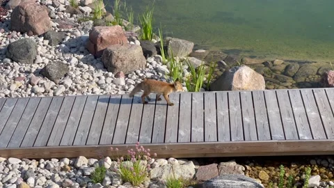 Cute small fox cub walking in the garden to get water Stock Footage 159871041