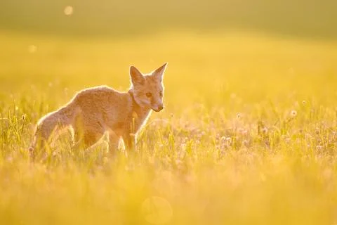 Cute small fox standing in the left side of the image on a grass during sunset Stock Photos