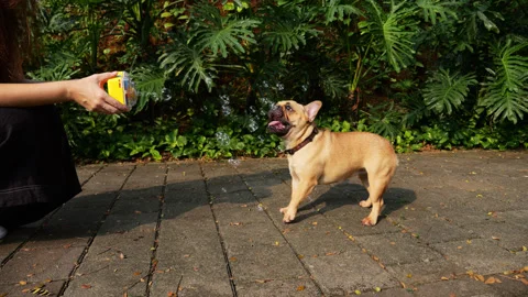 Cute small Frenchie try to catch soap bubbles flying from toy machine Stock Footage 310302212