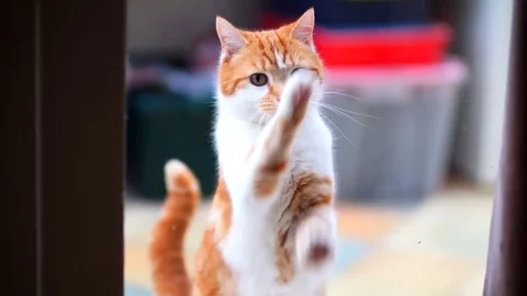 Cute small ginger/ orange cat kitten paws hungry domestic pet begging food Vidéo 73019039