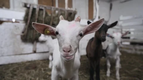 Cute small goats eating in the farm stable. Agriculture and ecology. Goat farm Stock Footage 249756608