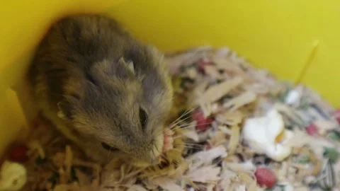 A cute small grey hamster Stock Footage 303200730