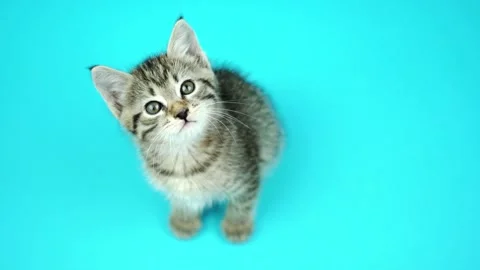Cute small grey kitten with green eyes looks upward on blue Video stock 144079341