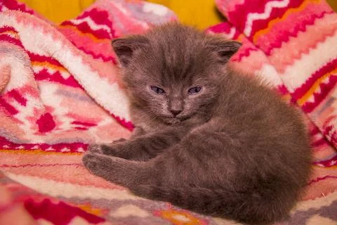 A cute small grey kitten Stock Photos