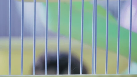 Cute small hamster bites nuts in a cage close-up Stock Footage 128351643