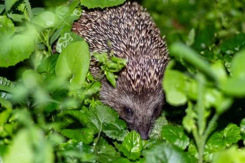 Cute small hedgehog walking through green garden leaves and grass in nature Stock Photos