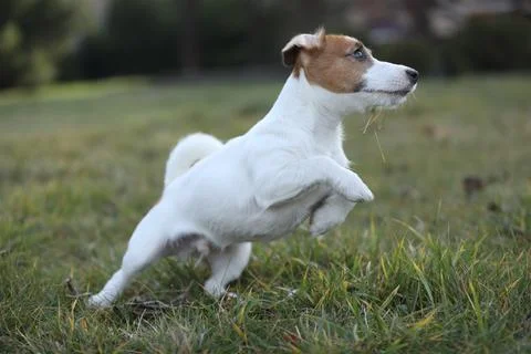 Cute small jack russel terrier puppy walking outdoor in the garden Stock Photos