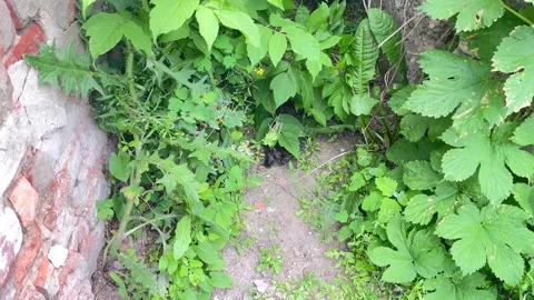Cute small kitten hidden in green bushes steps out outdoors Stock Footage 336306238