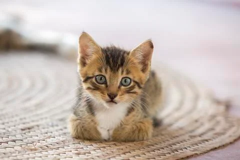 A cute small kitten looking at the camera Stock Photos