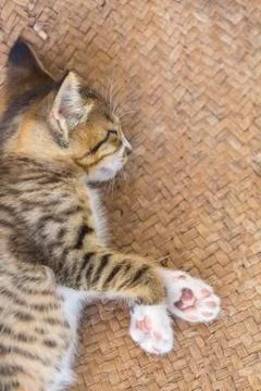 A cute small kitten looking at the camera Stock Photos